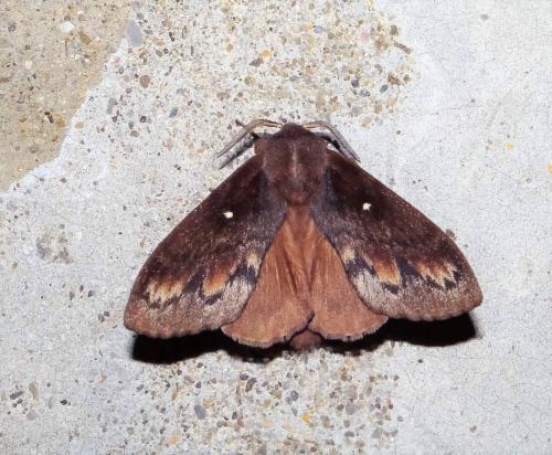 Réf. 283 794 : Dendrolimus pini